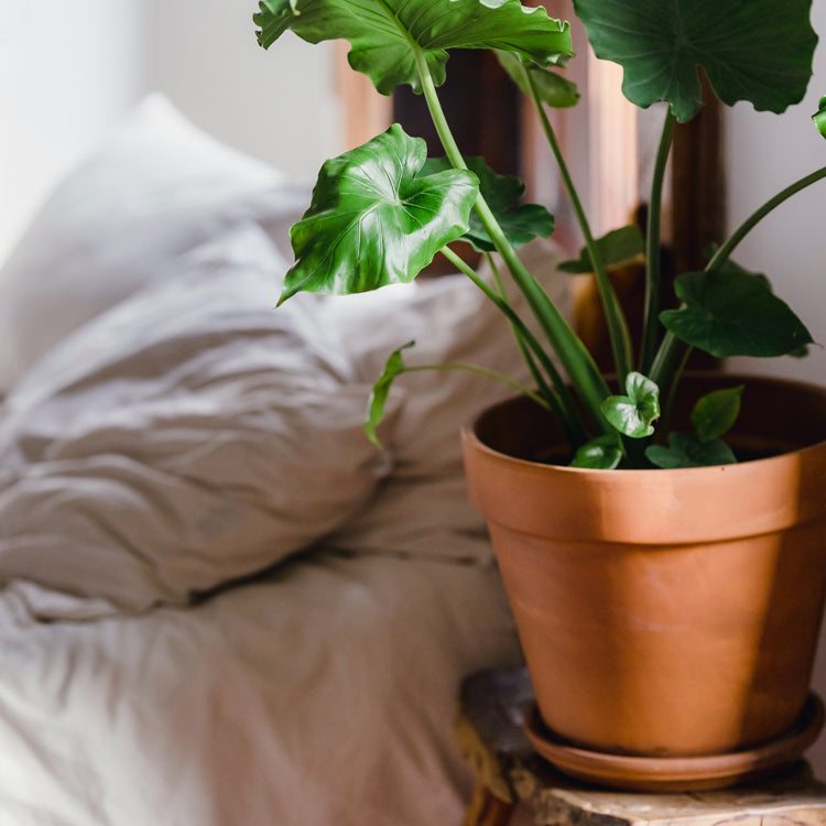 Blog nia - Beneficios de tener plantas en tu dormitorio